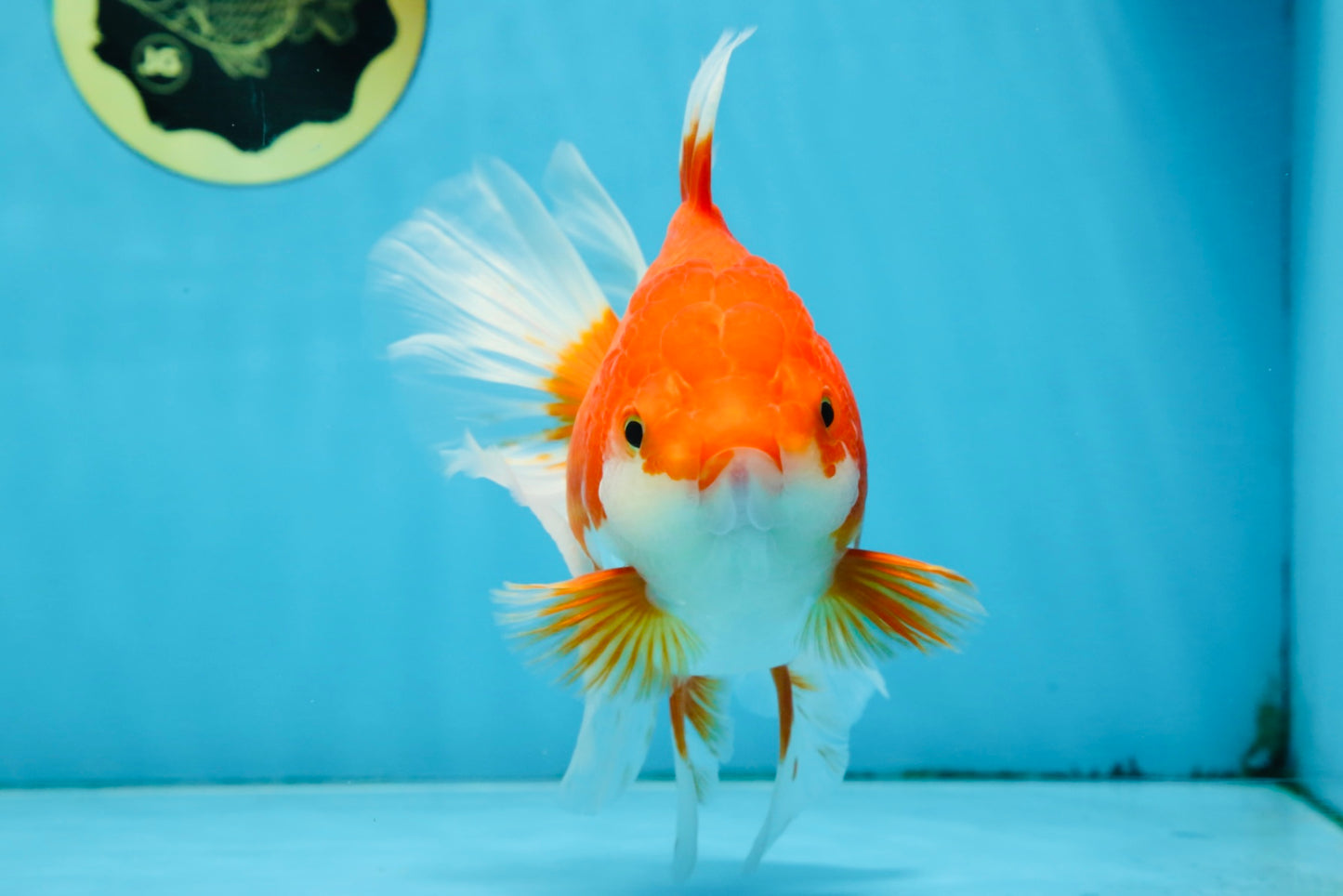 A Grade CHONKY Red White Oranda Female 6 inches #091925OR_09