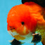 AAA Grade Young Godzilla Apache Oranda Male 6 inches #081525OR_09