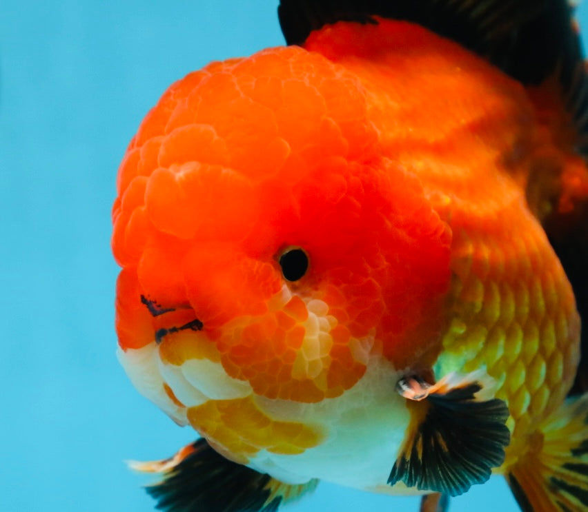 AAA Grade Young Godzilla Apache Oranda Male 6 inches #081525OR_09