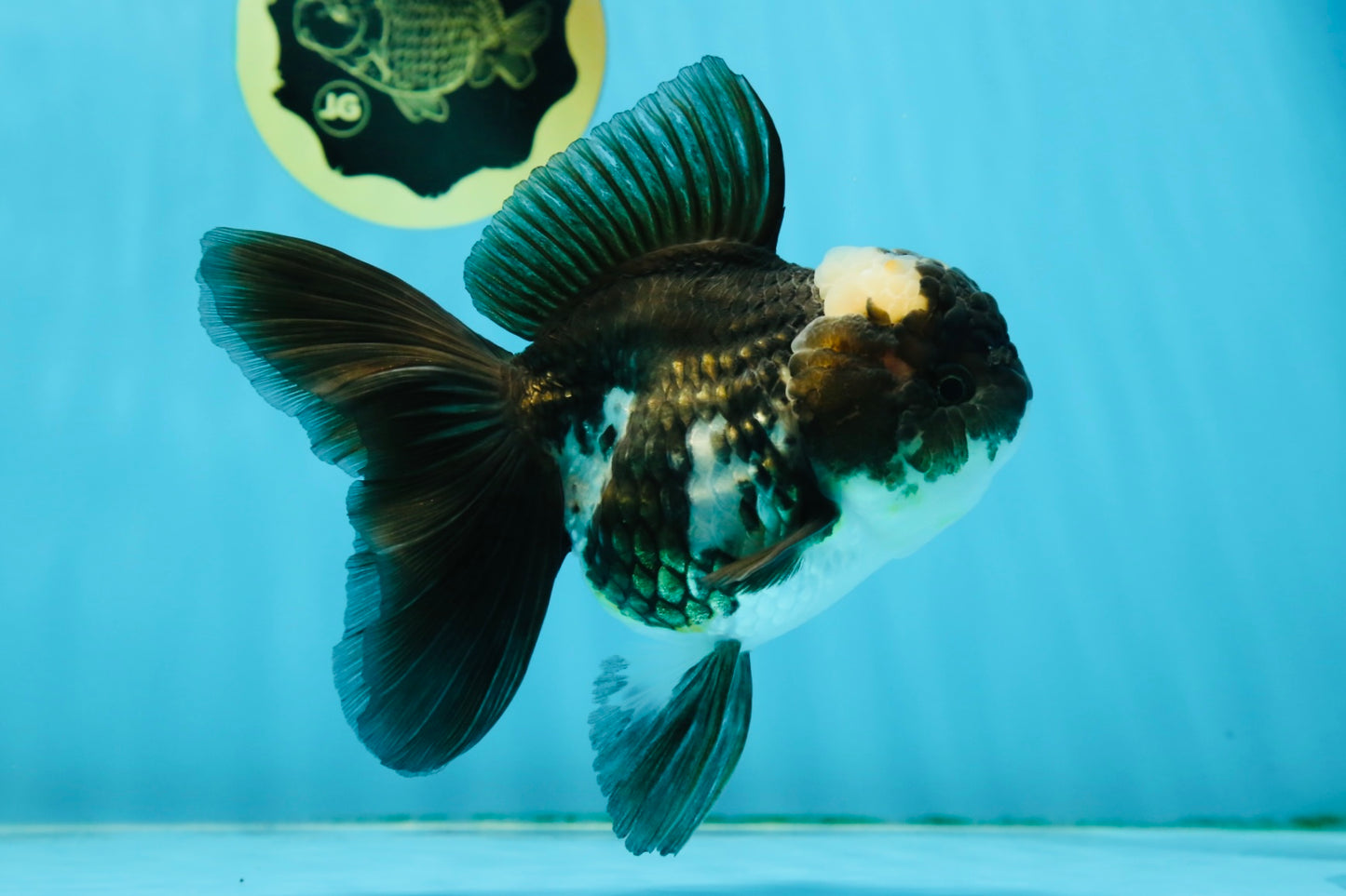 A Grade Adorable Panda Oranda Female 5-5.5 inches #010325OR_06