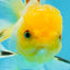 A Grade White Oranda Female 5 inches #062725OR_25
