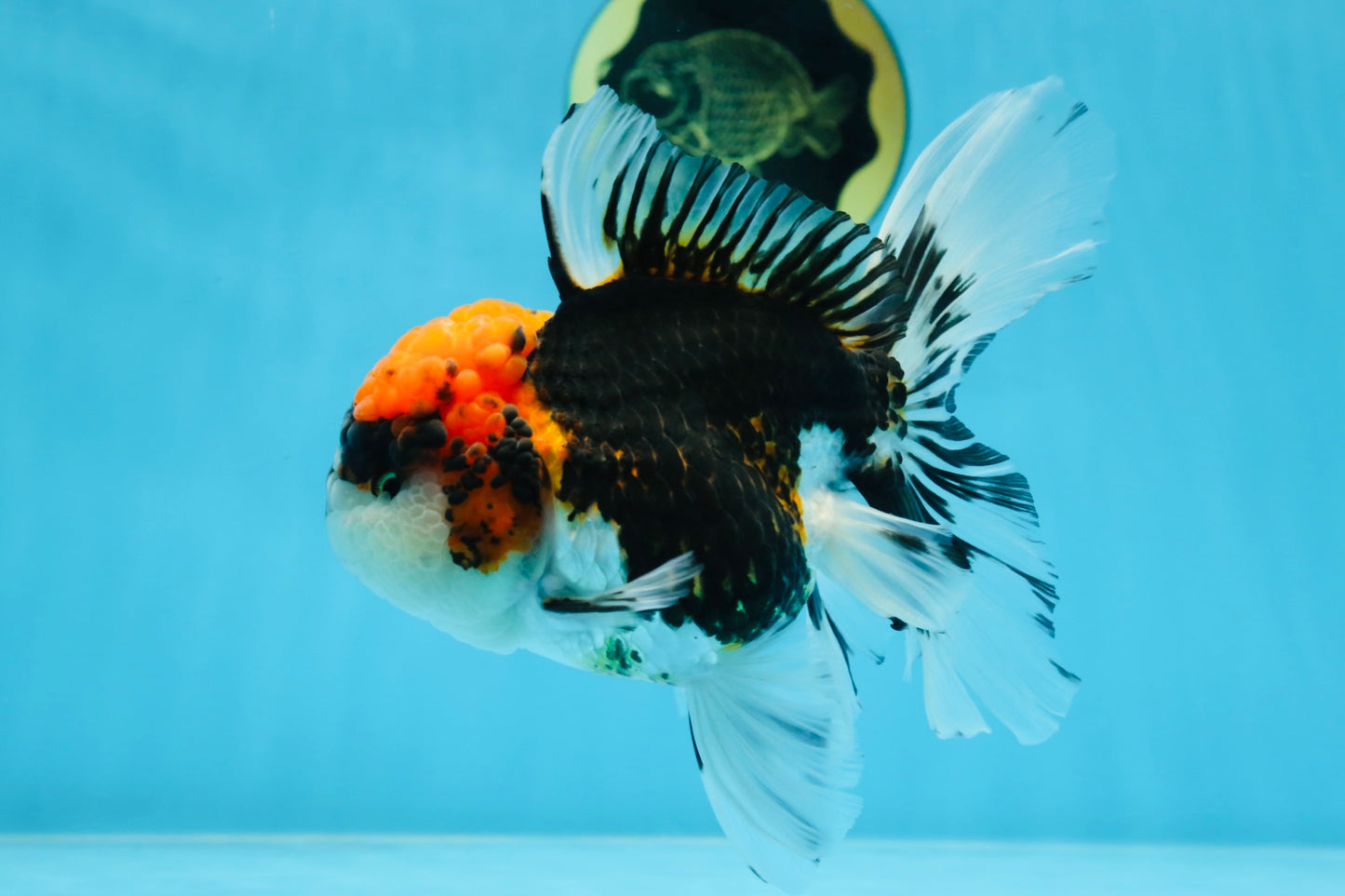 A Grade SUPER WEN Tricolor Oranda Female 6-6.5 inches #072525OR_22