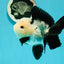 A Grade Cheeky Panda Button Eyes  Oranda Male 4.5 inches #111524OR_24