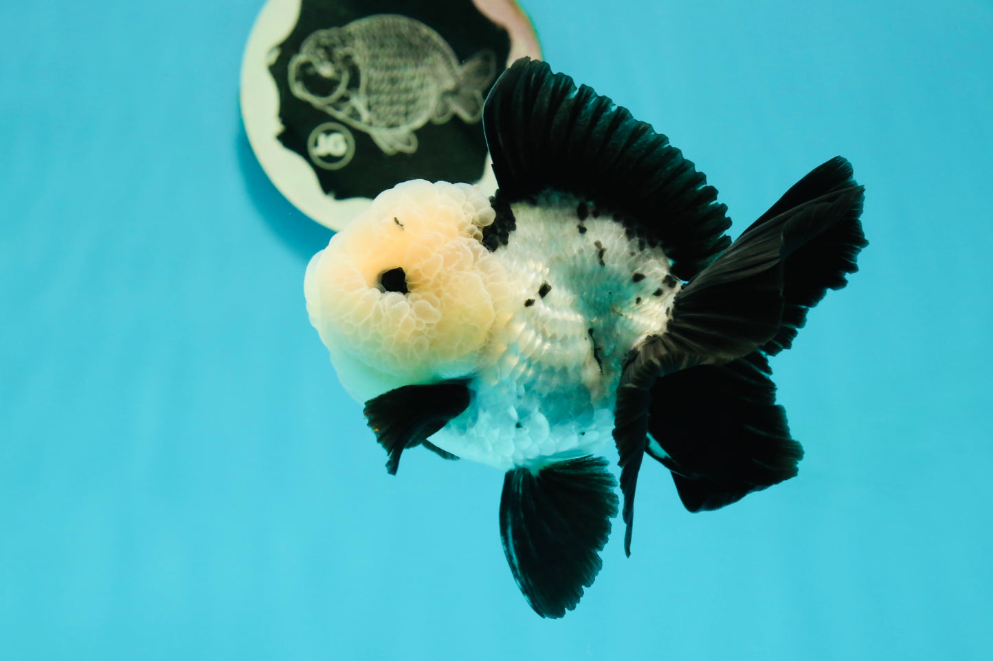 A Grade Cheeky Panda Button Eyes  Oranda Male 4.5 inches #111524OR_24