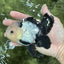 A Grade Cheeky Panda Button Eyes  Oranda Male 4.5 inches #111524OR_24