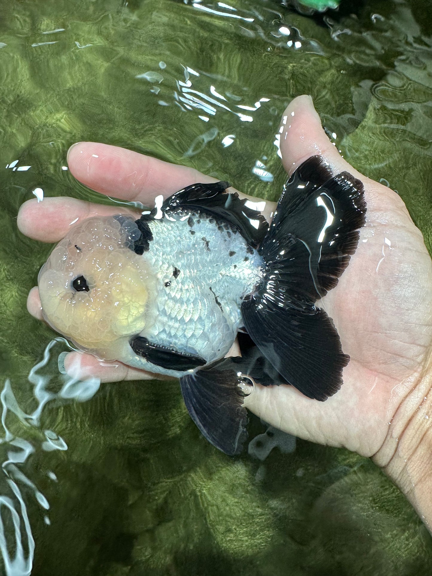 A Grade Cheeky Panda Button Eyes  Oranda Male 4.5 inches #111524OR_24