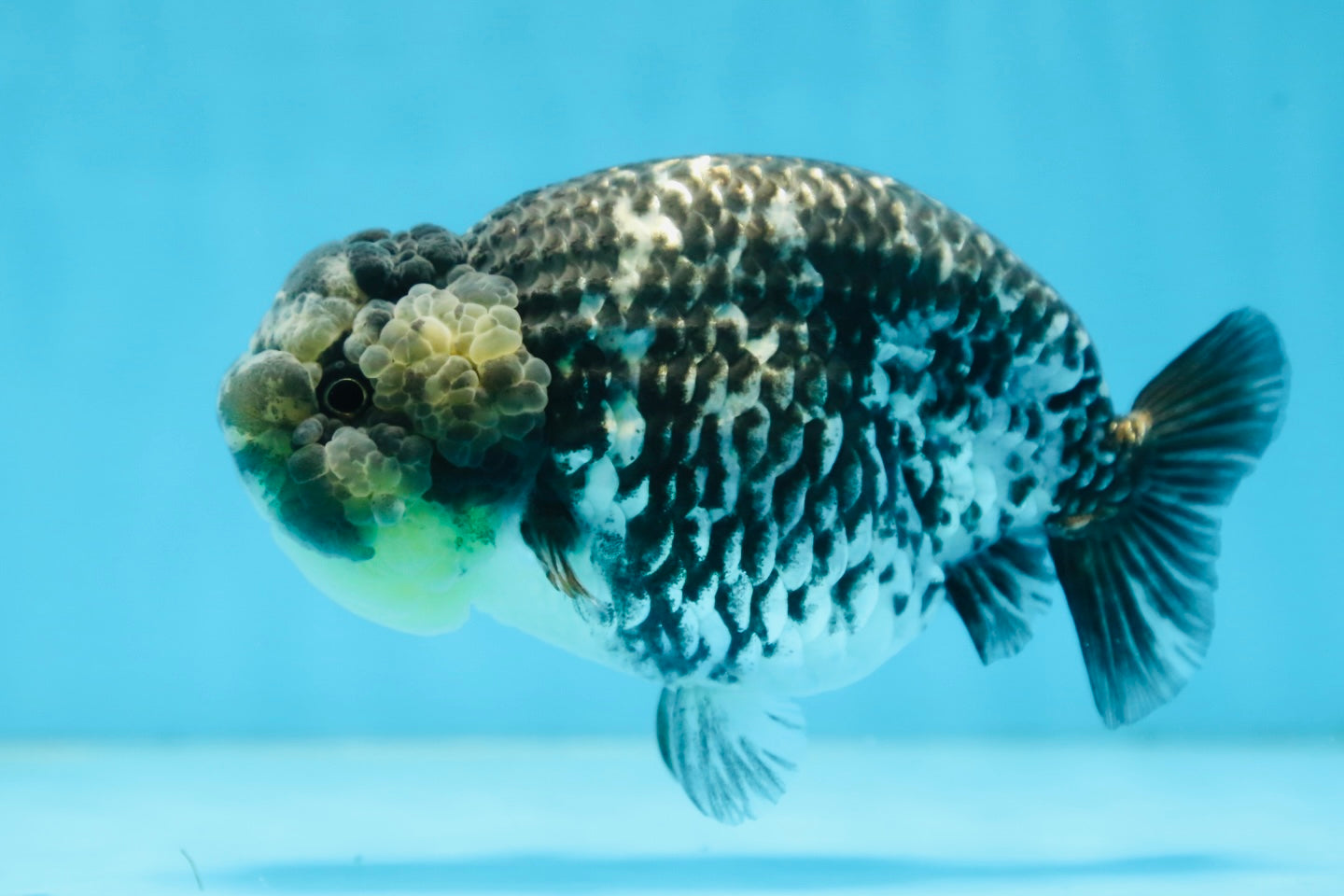 AAA Grade White Tiger LionQueen 5-5.5 inches #091225LC_08