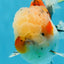 A Grade Calico Oranda Male 5 inches #060625OR_20