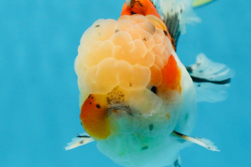 A Grade Calico Oranda Male 5 inches #060625OR_20