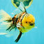 A Grade Sanke Oranda Male 6.5 inches #080726OR_20