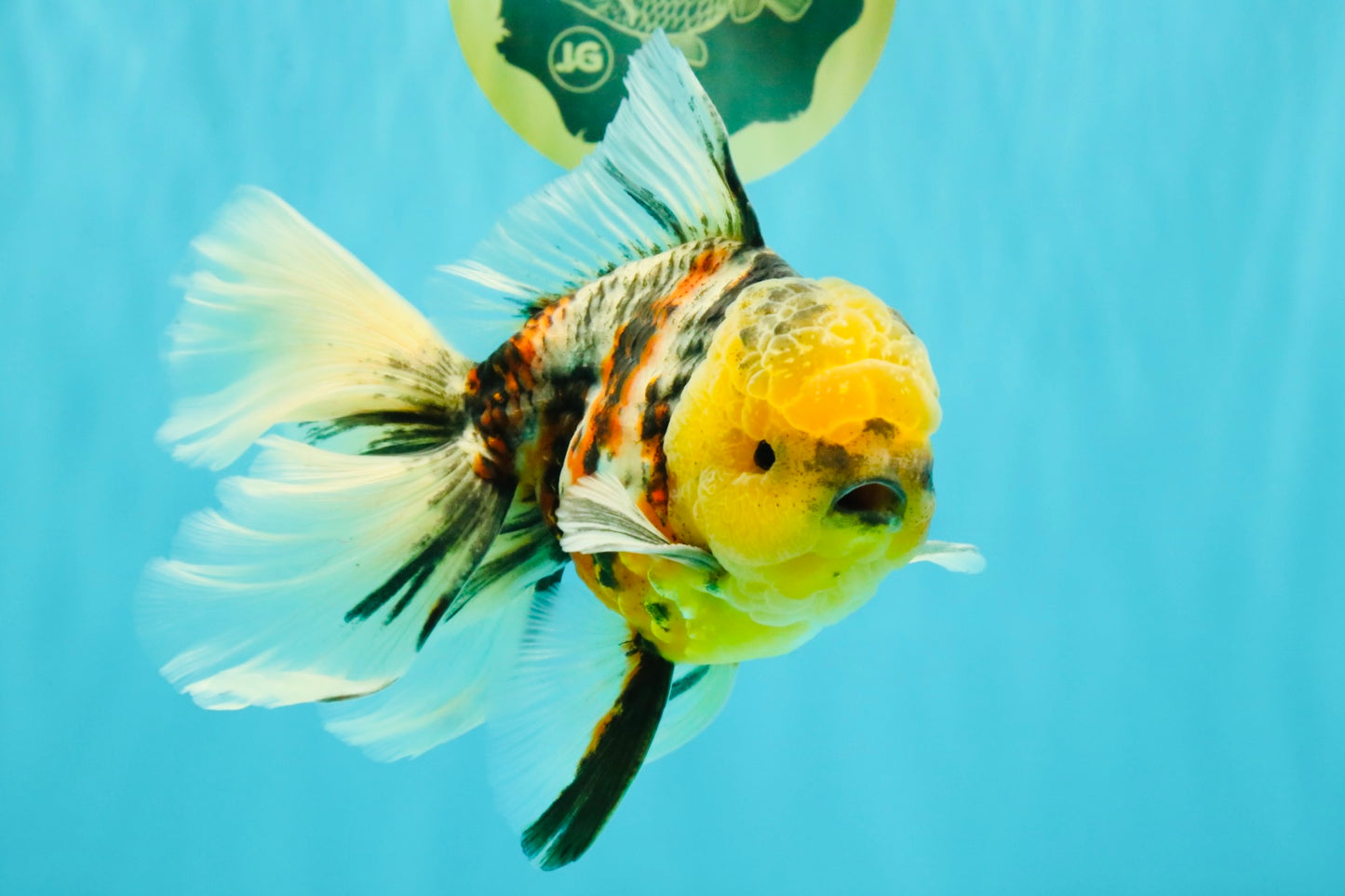 A Grade Sanke Oranda Male 6.5 inches #080726OR_20