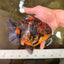 CHUNKY A Grade Panda Yuanbao Male 5.5-6  inches #082126YB_30