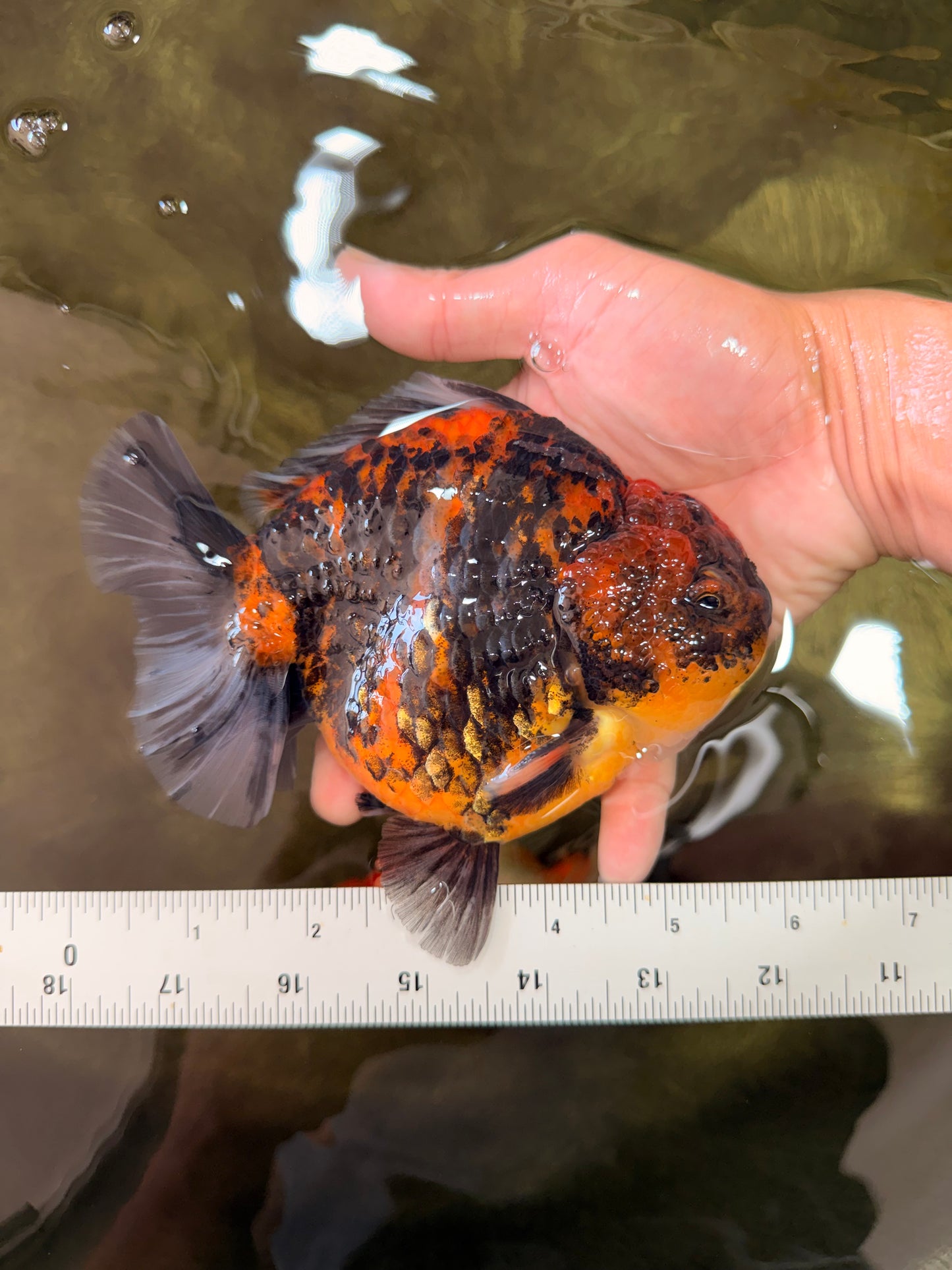 CHUNKY A Grade Panda Yuanbao Male 5.5-6  inches #082126YB_30