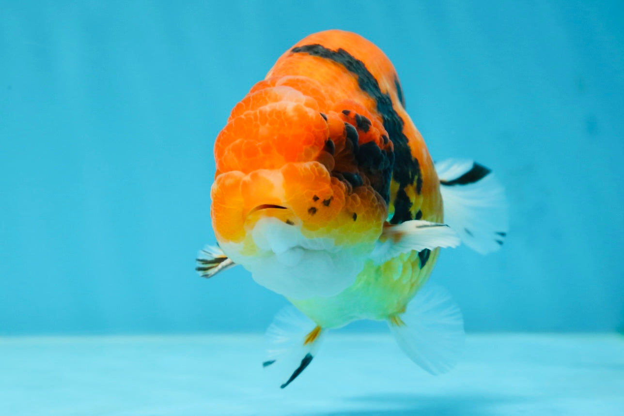 AAA Grade Tiger LionKing 4.5 inches #060625LC_04