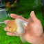 Oranda macho de cabeza de limón de grado AAA de 4,5 a 5 pulgadas n.º 0927OR_25