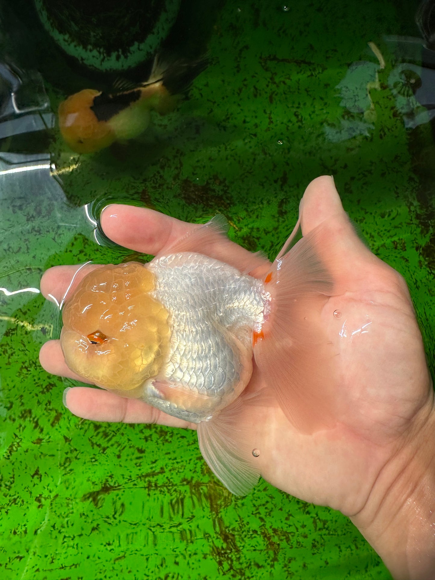 Oranda macho de cabeza de limón de grado AAA de 4,5 a 5 pulgadas n.º 0927OR_25