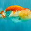 FLUFFY WEN AAA Grade Red White LionQueen 4.5 inches #050126LC_19