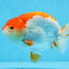 AAA Grade Red White Strong Body Structure Ranchu Male 4.5-5 inches #0712RC_05