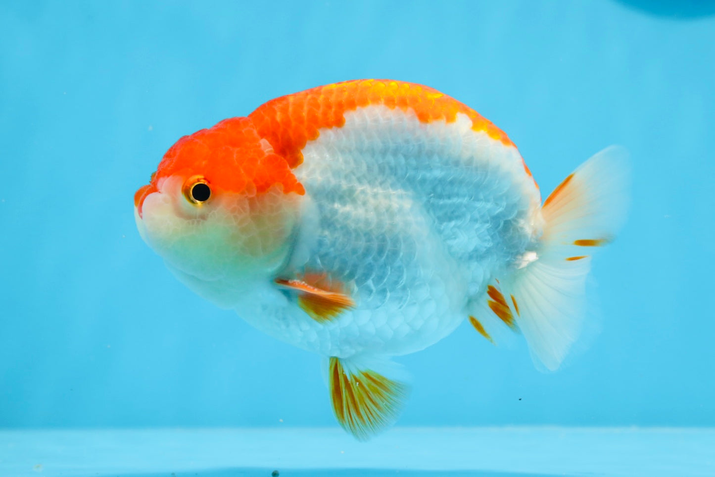 AAA Grade Red White Strong Body Structure Ranchu Male 4.5-5 inches #0712RC_05