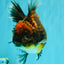 AAA Grade Granite Calico Oranda Female 6.5-7 inches #073126OR_03