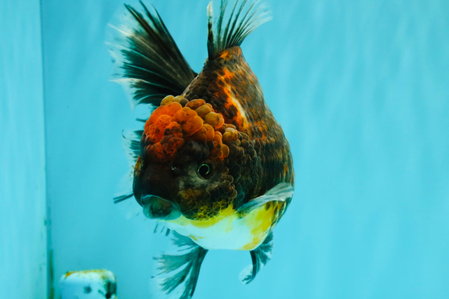 AAA Grade Granite Calico Oranda Female 6.5-7 inches #073126OR_03