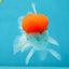 A Grade Red Cap Oranda Male 4.5-5 inches #050925OR_46