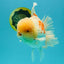 FLUFFY AAA Grade Jumbo Boradtail Red White Oranda Male 8.5 inches #072426OR_02