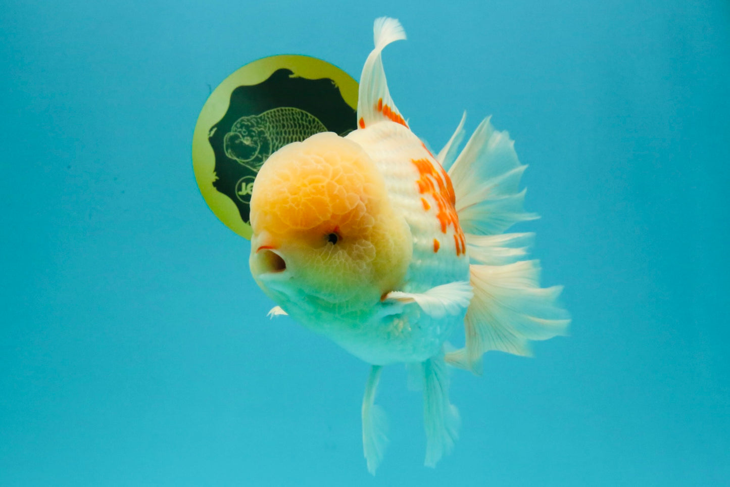 FLUFFY AAA Grade Jumbo Boradtail Red White Oranda Male 8.5 inches #072426OR_02