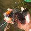 A Grade Superhero Lava Head Tricolor Oranda Male 5-5.5 inches #110824OR_16