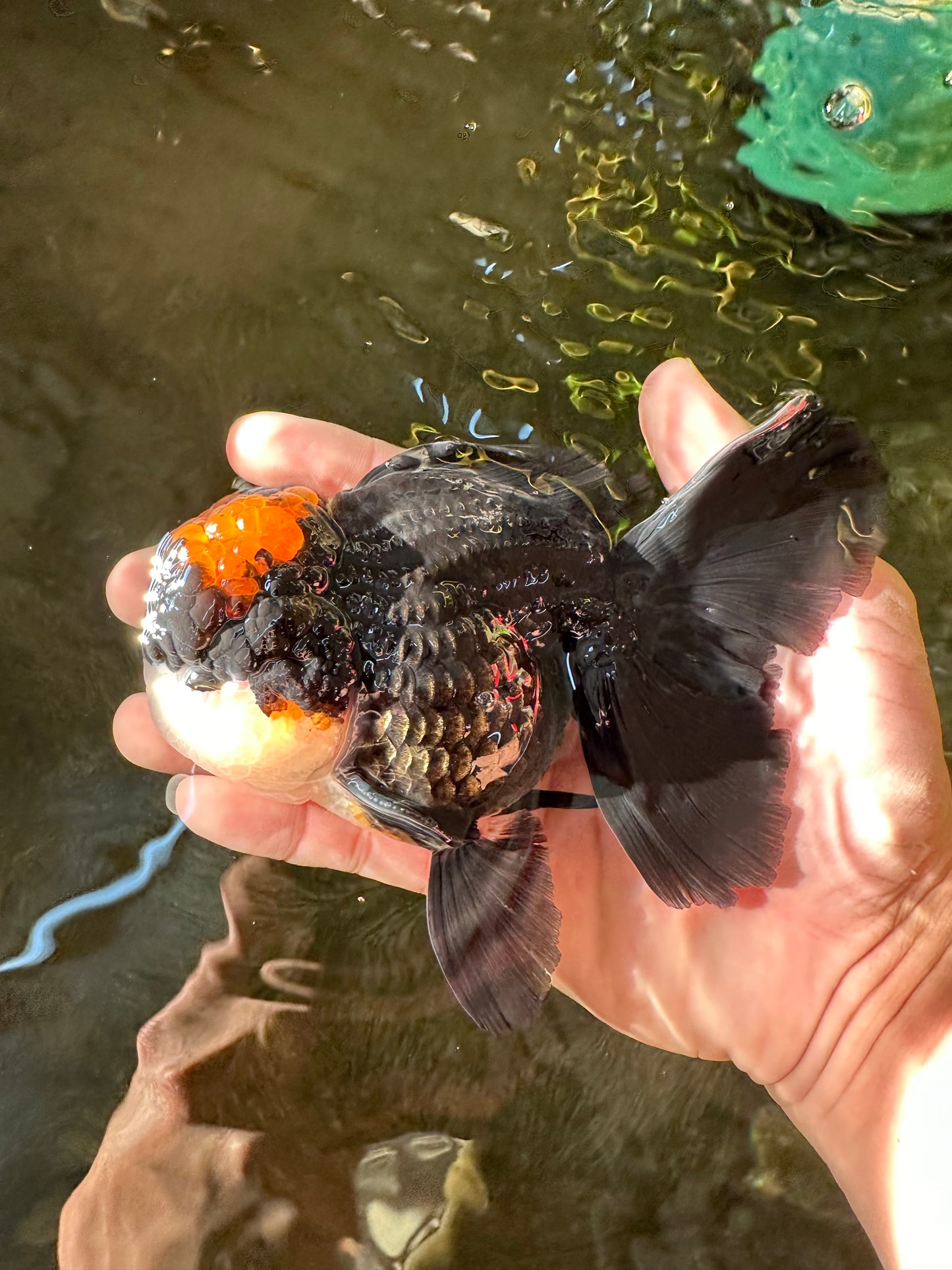 A Grade Superhero Lava Head Tricolor Oranda Male 5-5.5 inches #110824OR_16