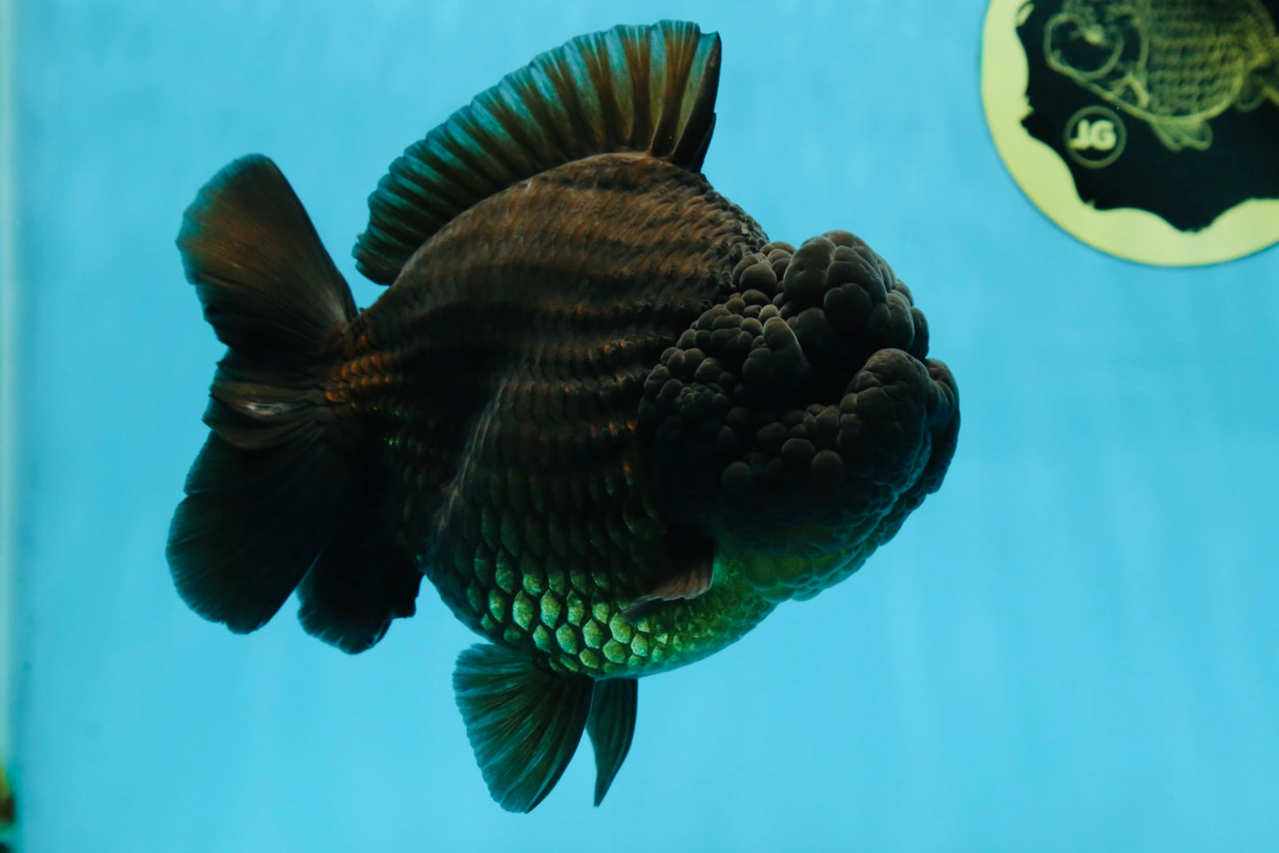 AAA Grade Godzilla Black Yuanbao Female 5-5.5 inches #050925YB_22