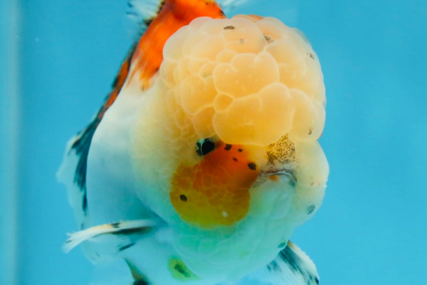 A Grade Calico Oranda Male 5 inches #060625OR_20