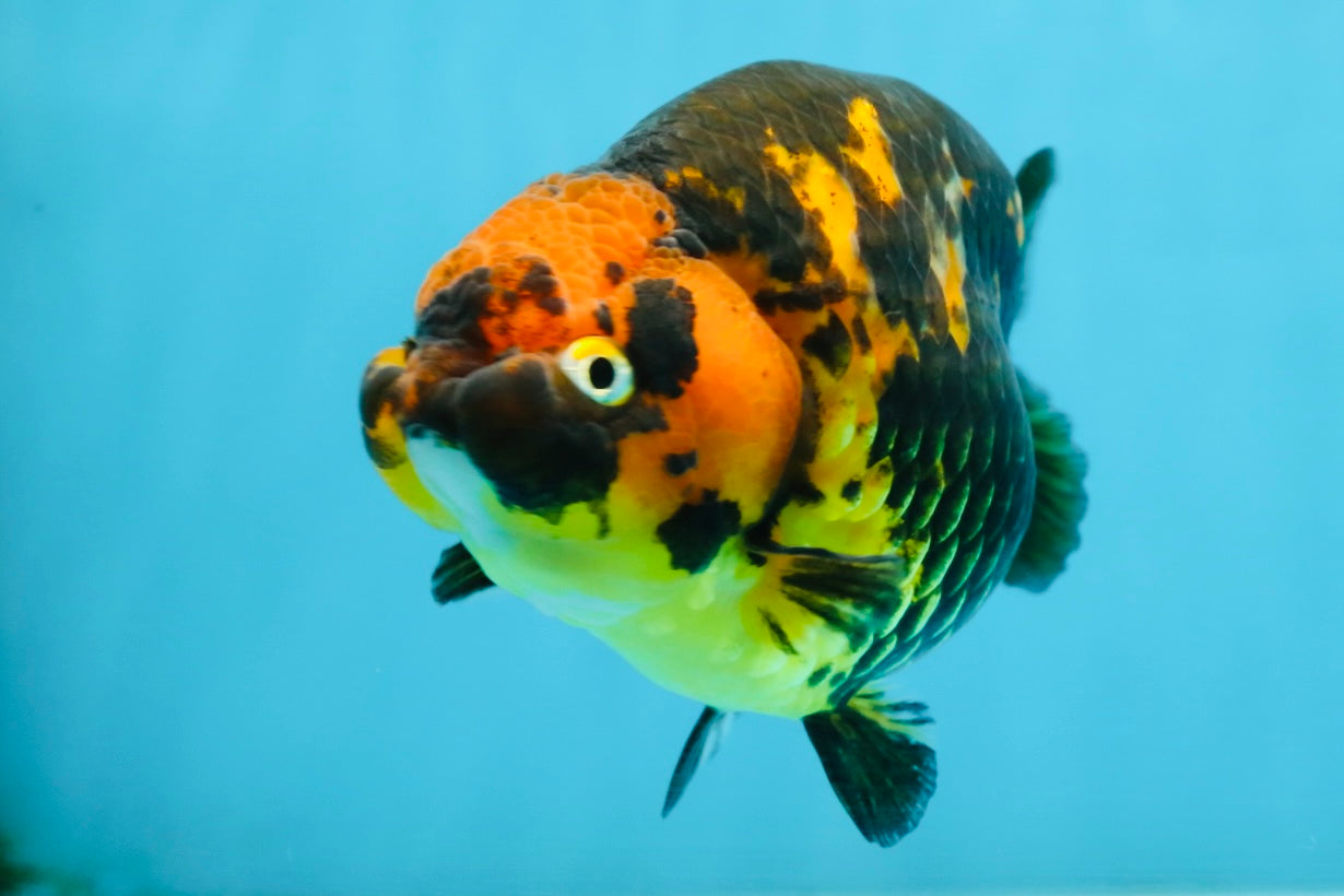 Tiger Chinese Ranchu Female 4.5-5 inches #101025RC_13