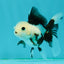 Solid White Black Panda Oranda Female 3-3.5 inches #1011OR_30