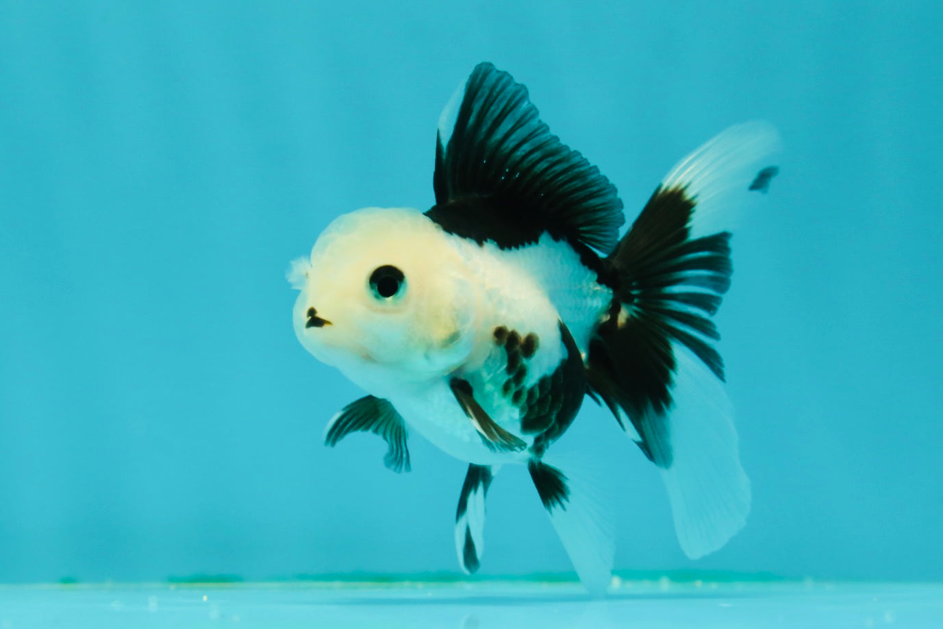 Solid White Black Panda Oranda Female 3-3.5 inches #1011OR_30