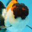 A Grade Tricolor Button Eyes Oranda Male 5-5.5 inches #080125OR_23