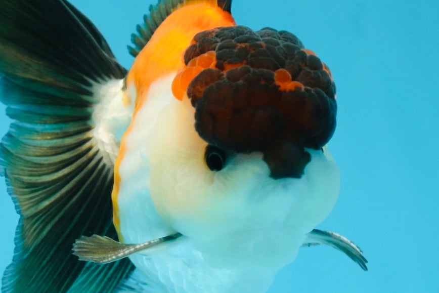 A Grade Tricolor Button Eyes Oranda Male 5-5.5 inches #080125OR_23