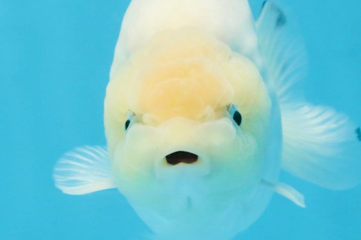 A Grade Snow White Sakura Ranchu Male 5.5 inches #110725RC_15