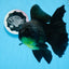 A Grade Big Size Black Oranda Female 7-7.5 inches #0706OR_10