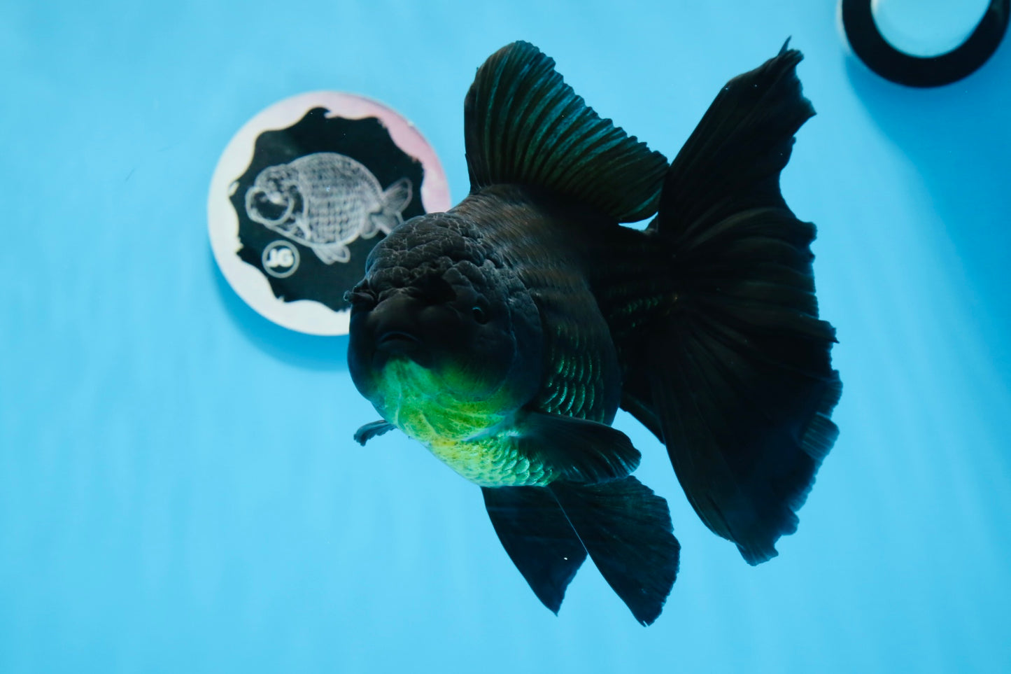 A Grade Big Size Black Oranda Female 7-7.5 inches #0706OR_10