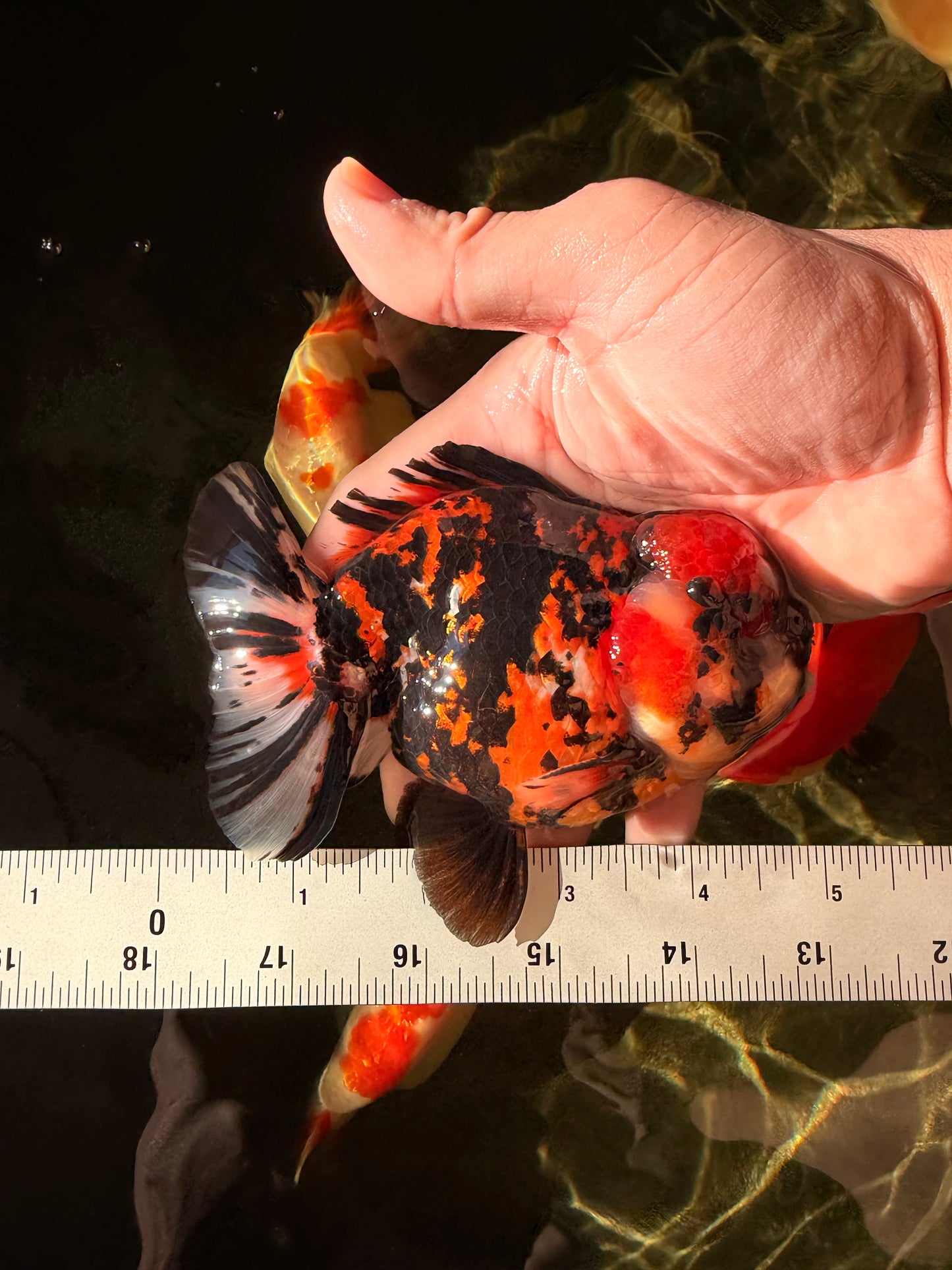 Tiger Yuanbao Male 4.5-5 inches #022726YB_06