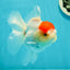 A Grade Pom-poms Tancho Oranda Female 5 inches #102524OR_12