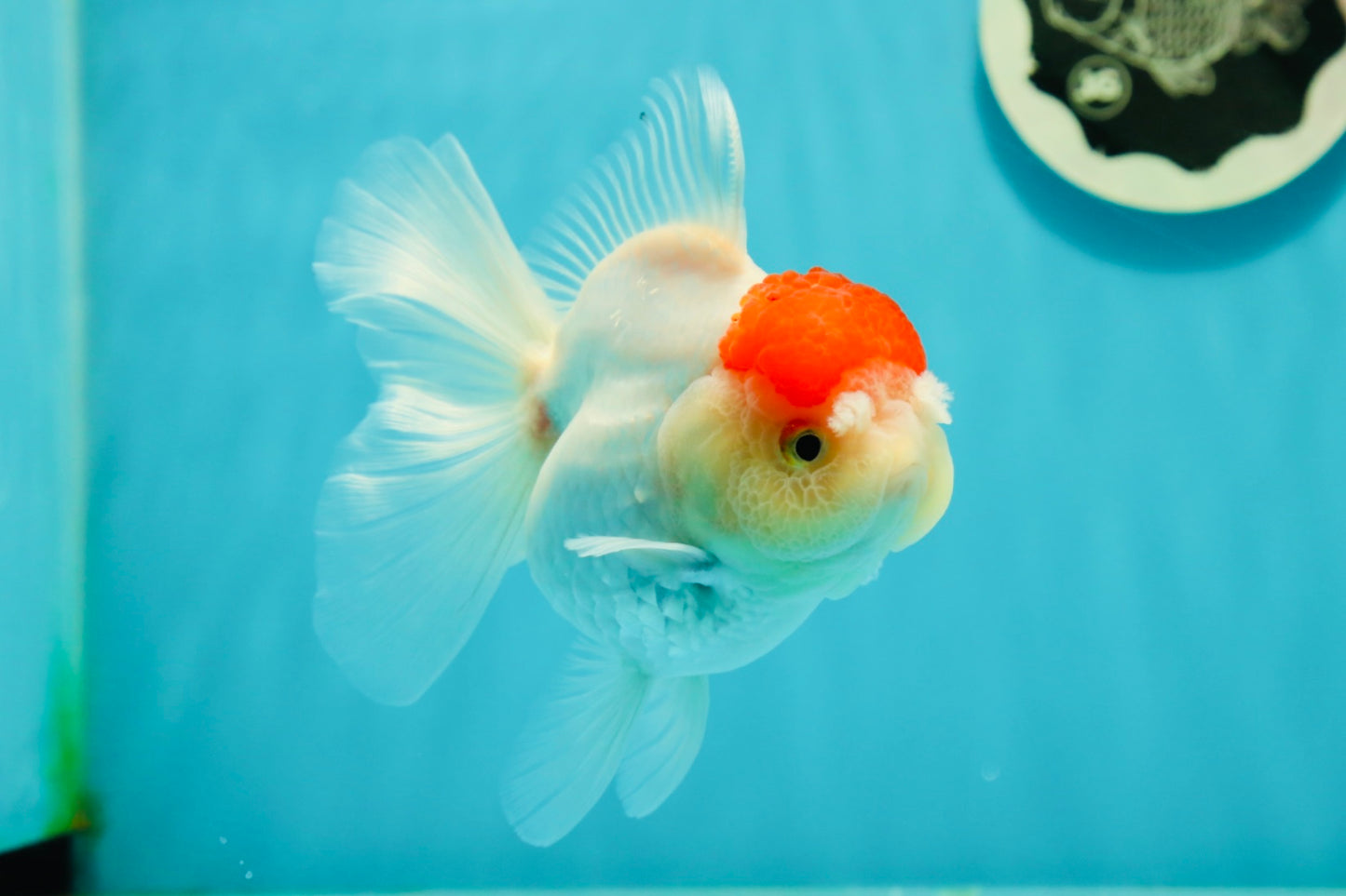 A Grade Pom-poms Tancho Oranda Female 5 inches #102524OR_12