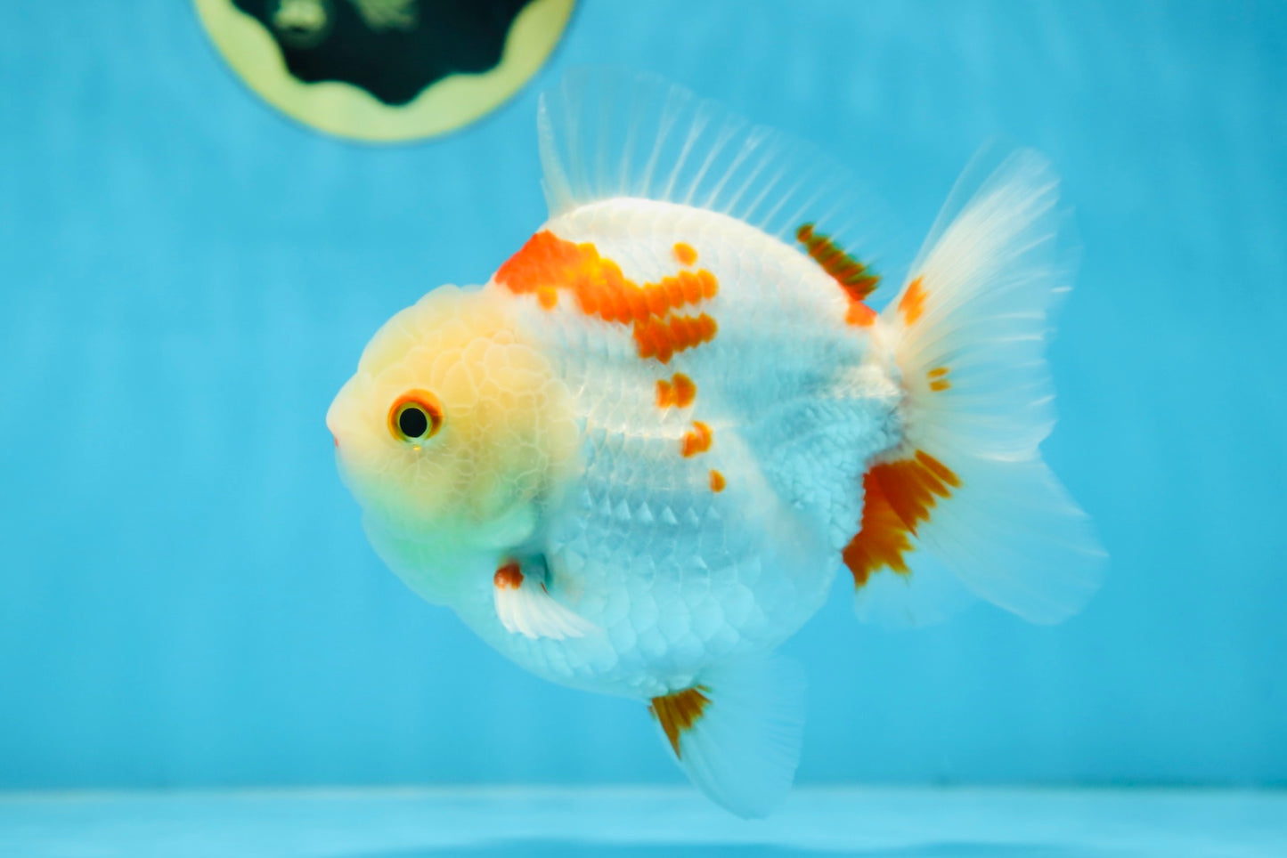 A Grade SUPER CUTE Red White Yuanbao Male 5 inches #090525YB_06