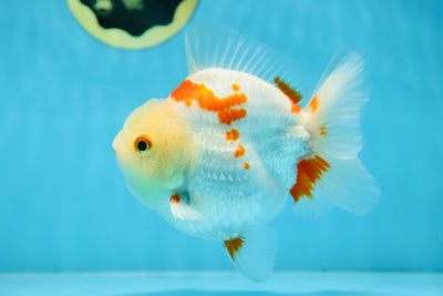 A Grade SUPER CUTE Red White Yuanbao Male 5 inches #090525YB_06