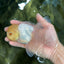 A Grade White Oranda Male 5 inches #060625OR_28