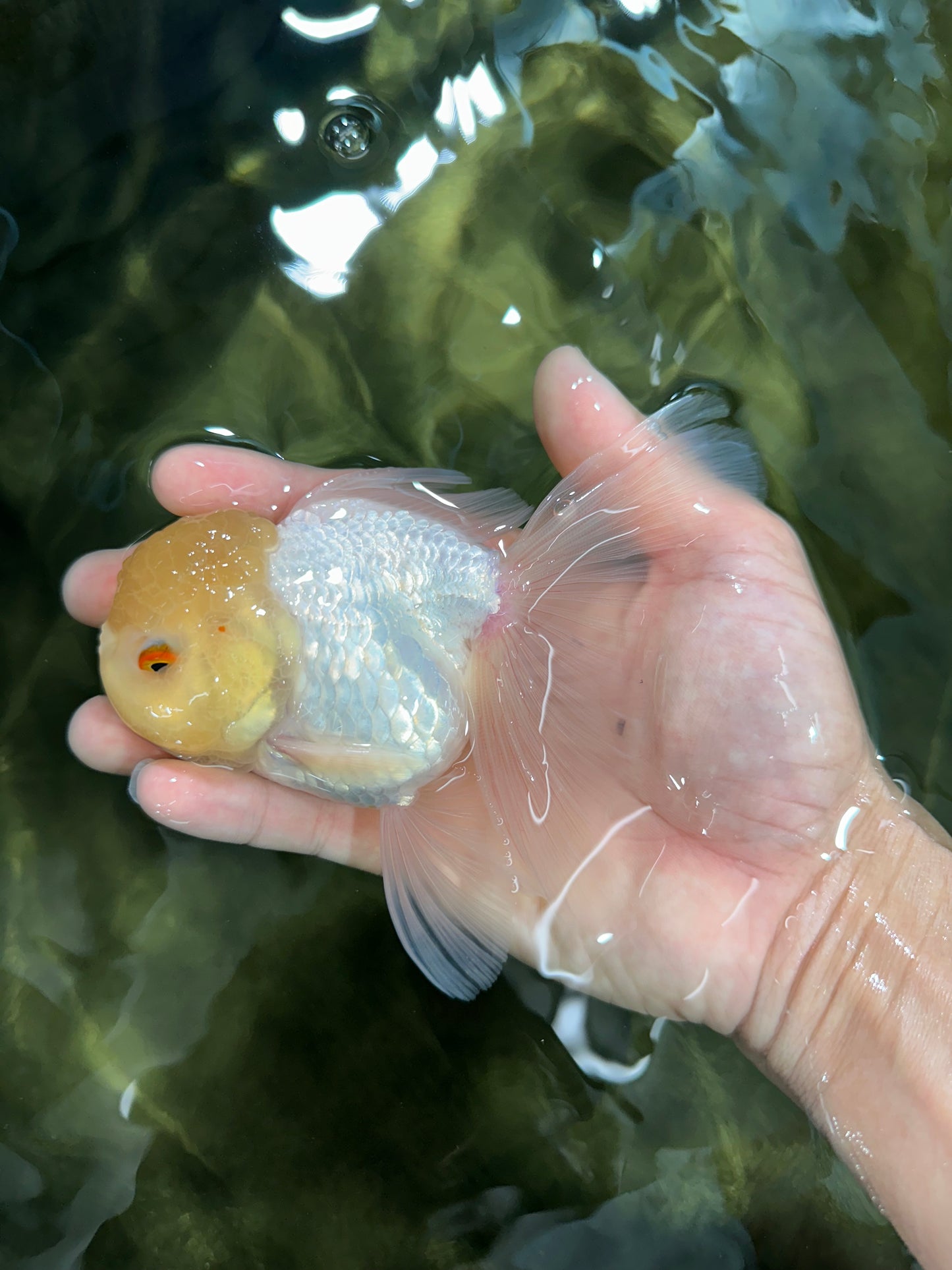 A Grade White Oranda Male 5 inches #060625OR_28