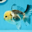 Panda Button Eyes Oranda Male 4.5 inches #0920OR_20