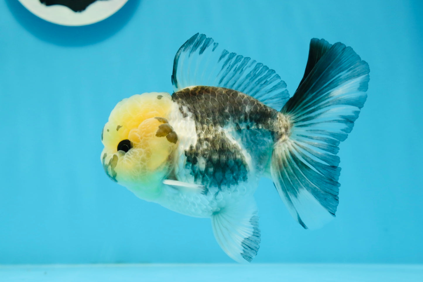 Panda Oranda macho con ojos de botón de 4,5 pulgadas #0920OR_20