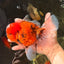 AAA Grade Sakura Long Tail Oranda Male 6.5 inches #030626OR_07